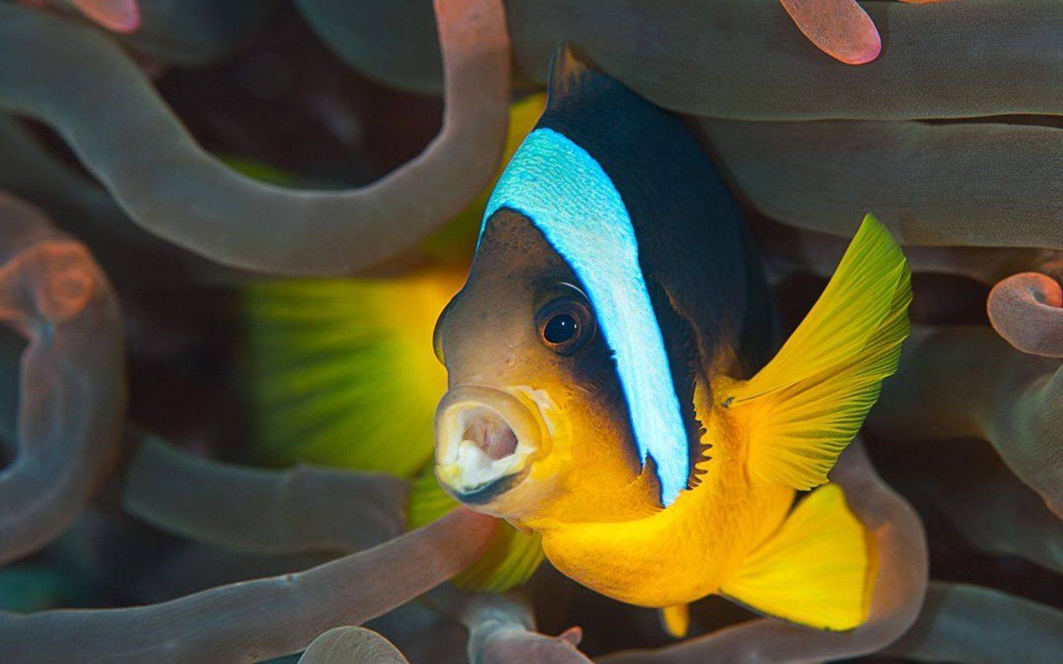 немо,актиния,nemo, Дмитрий