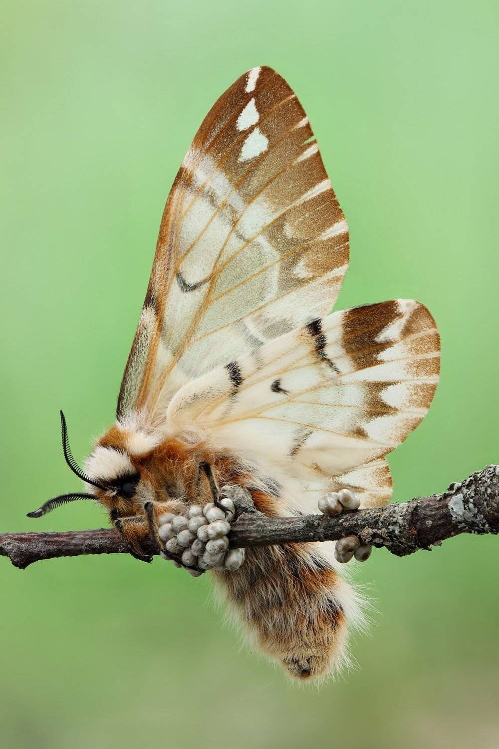 , Сергей Таланов