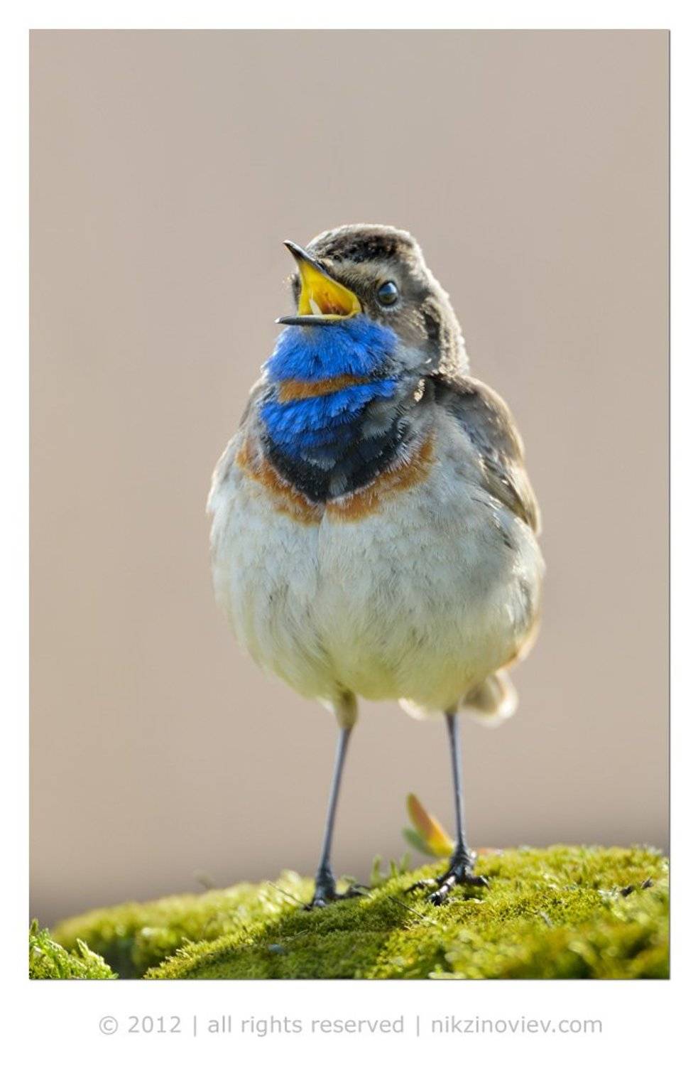 варакушка, кировская область, птица, дикая природа россии, певец, шаляпин, Николай Зиновьев