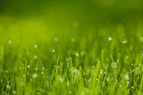 Утренняя....