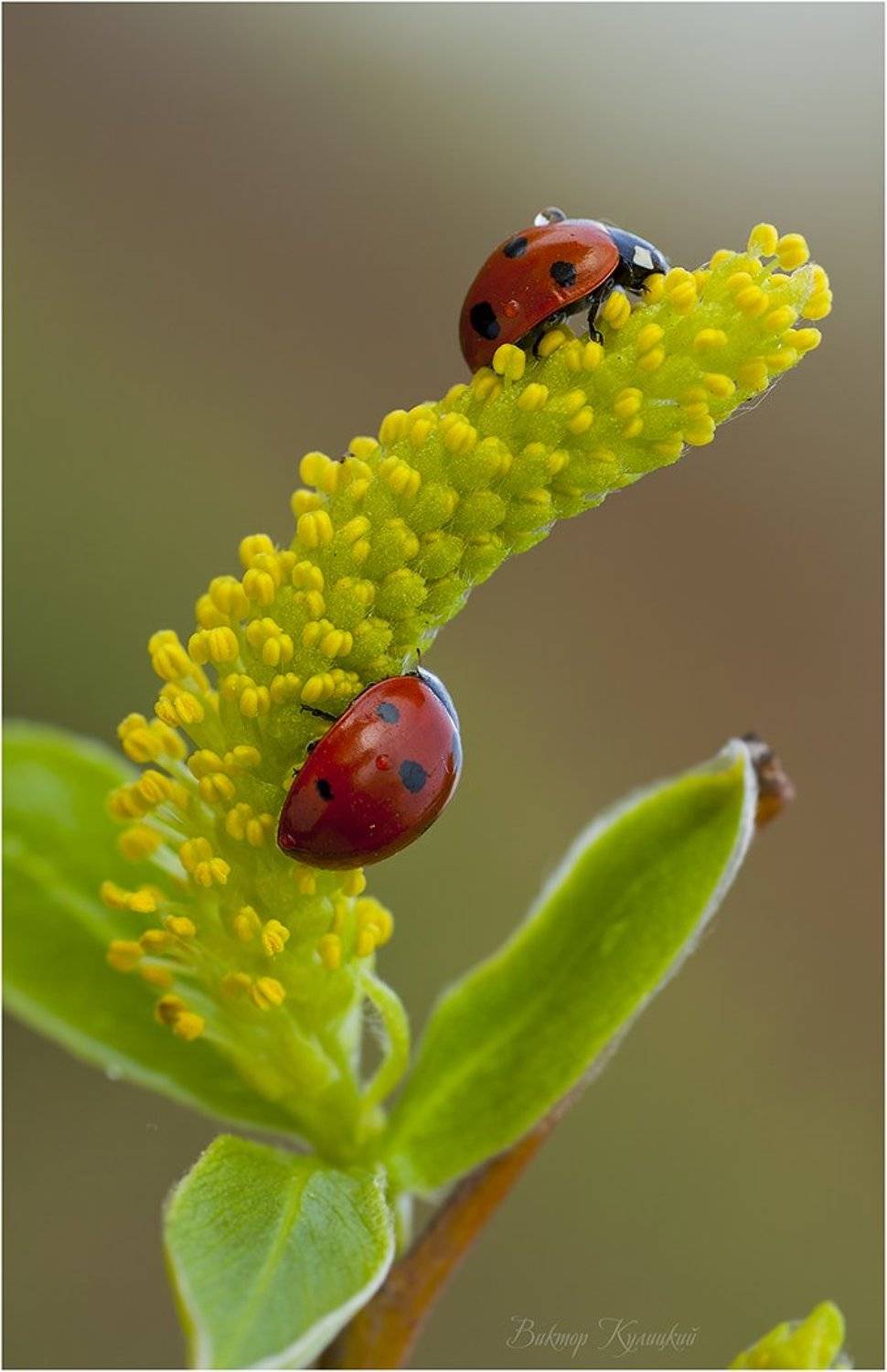 , Виктор Кулицкий