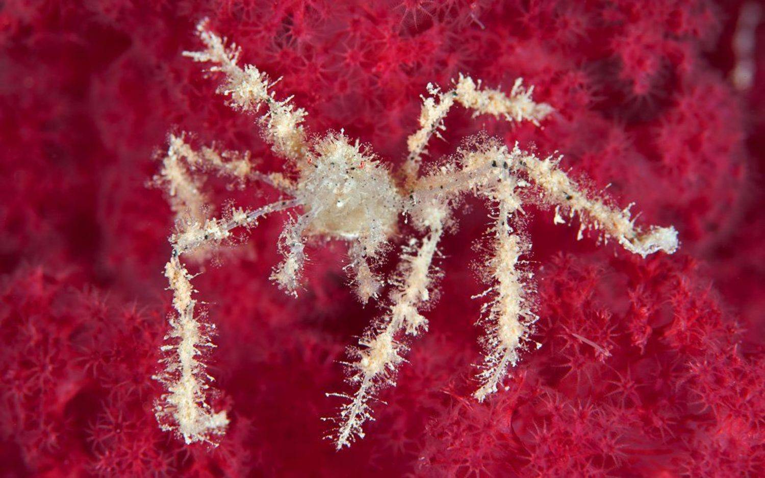 краб-паук,spider-crab,паук, Дмитрий