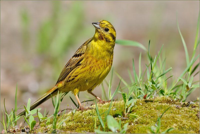 птицы, природа, овсянка обыкновенная, весна,  emberiza citrinella, самец Лимончики фото превью
