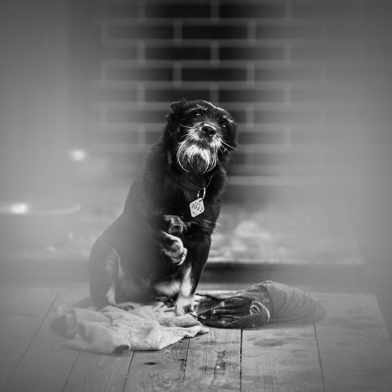 ***** фото превью