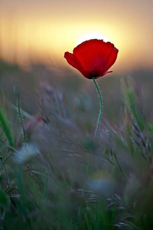 flowers, red, 5dmkii Amapola фото превью