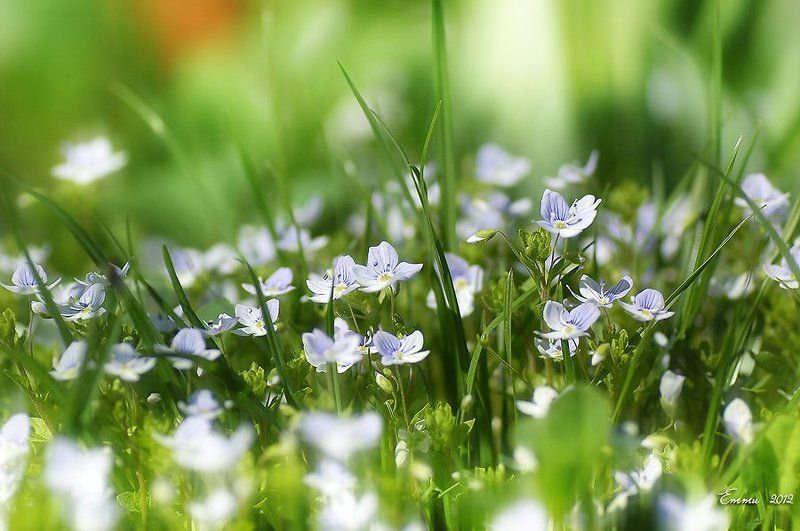 цветы, природа, весна, макро, трава Травенная жизнь.... фото превью