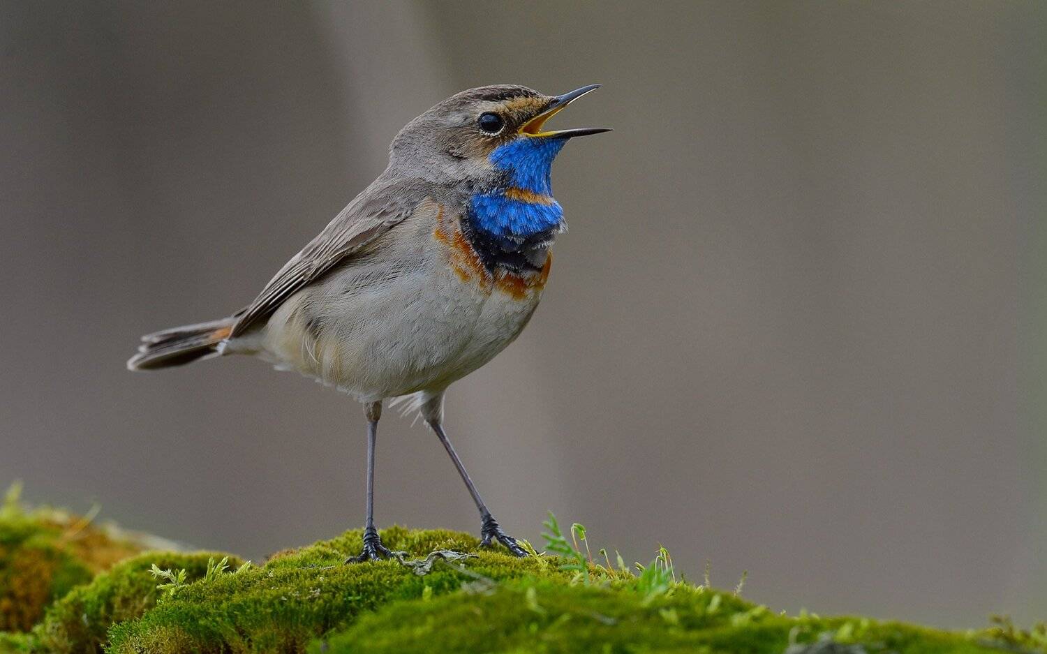 варакушка, кировская область, ,дикая природа ,сергей иванов, Сергей Иванов