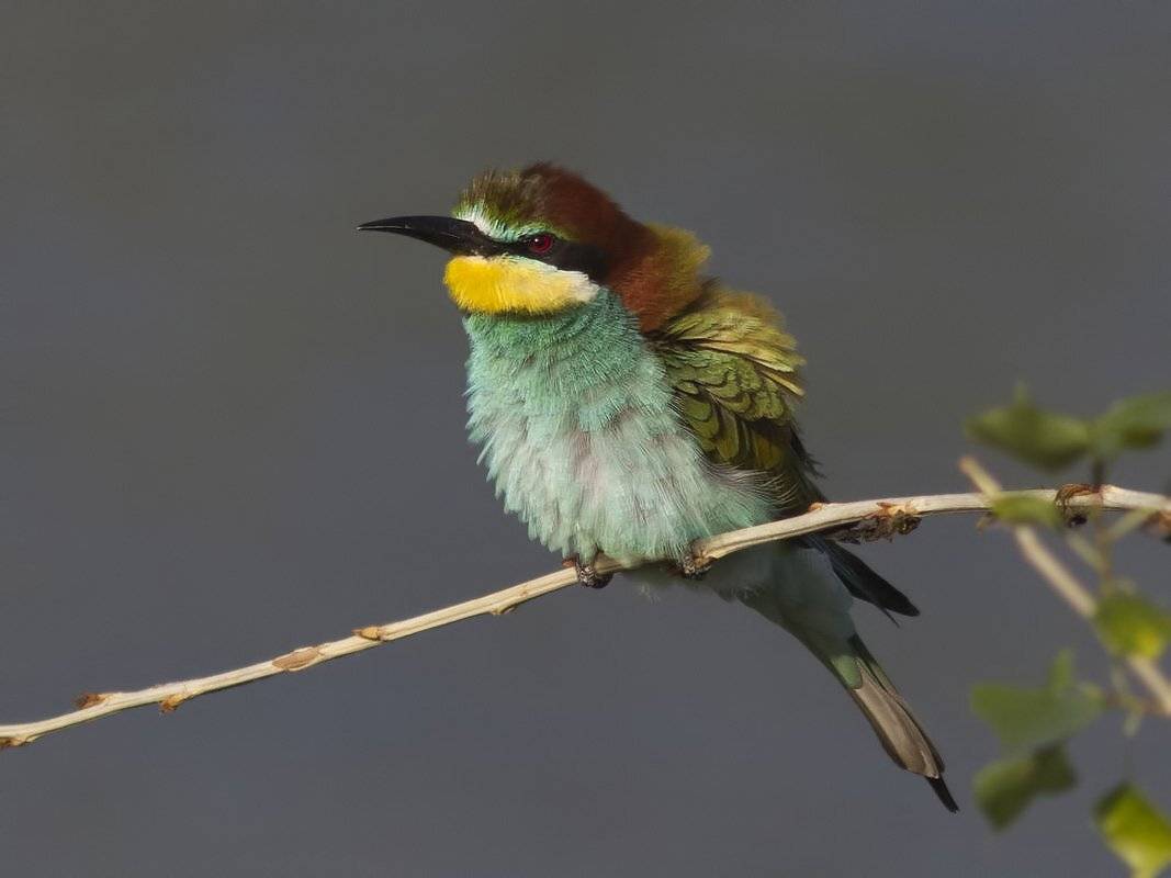 щурка, Ляпустин Юра