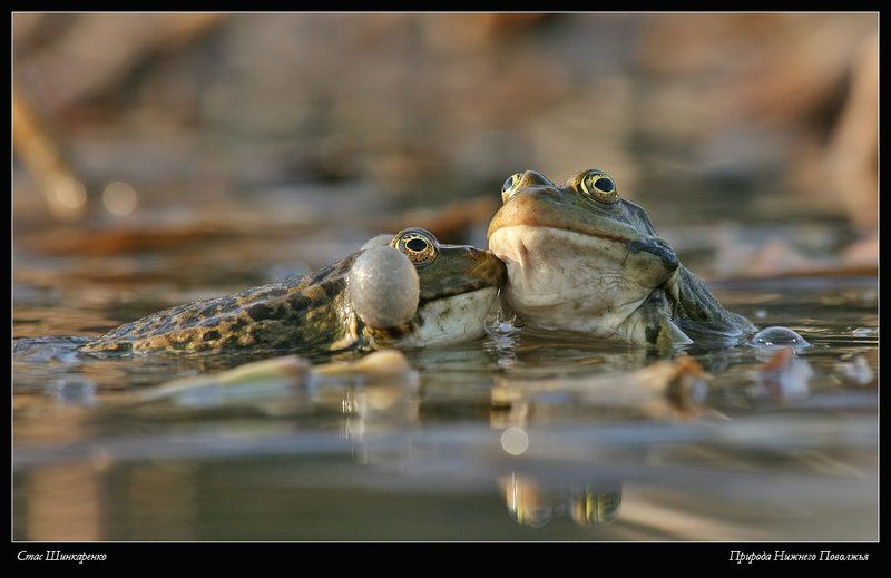 Поцелуй фото превью