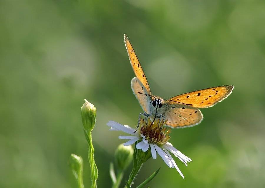 червонец, Cheplenko Aleksey