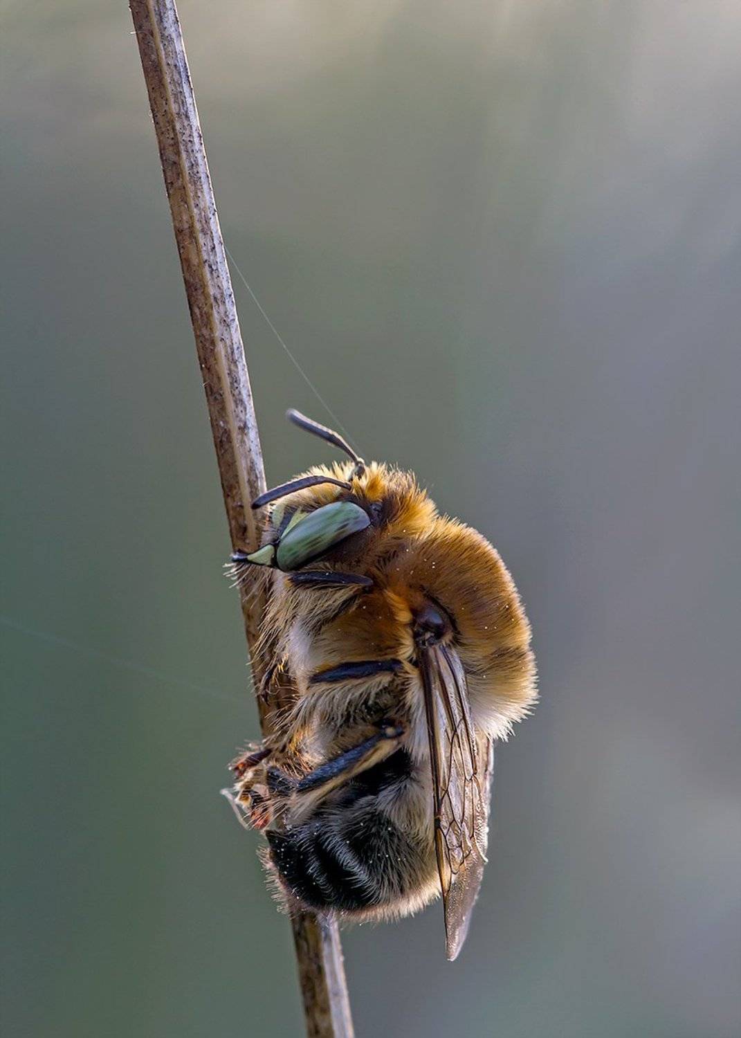 himenoptera, Remus Moise