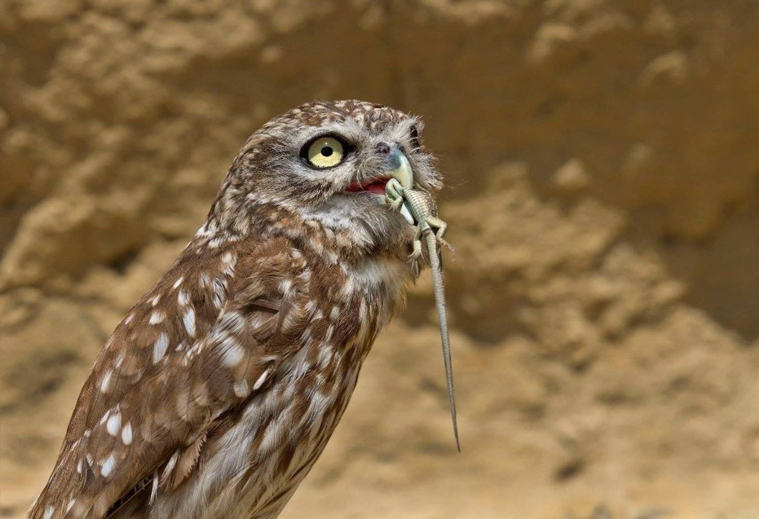 сычик., Александр Гусар