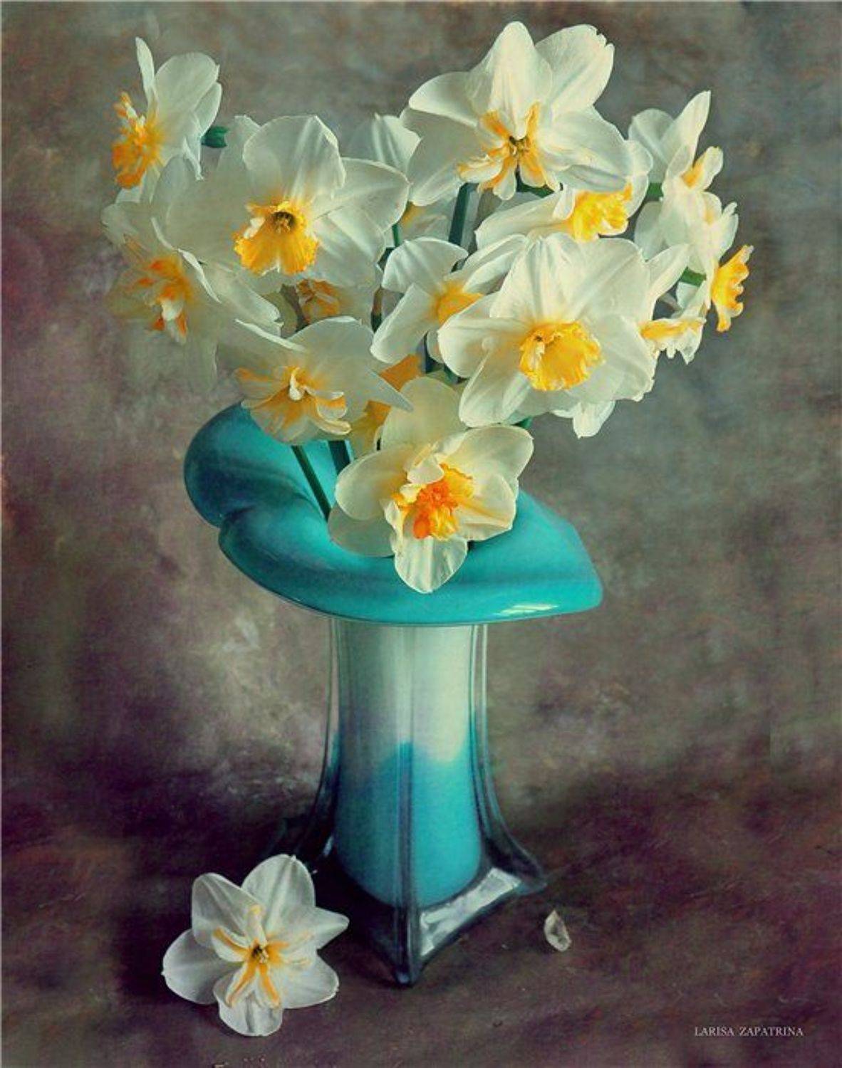 нарцисс, Лариса Запатрина