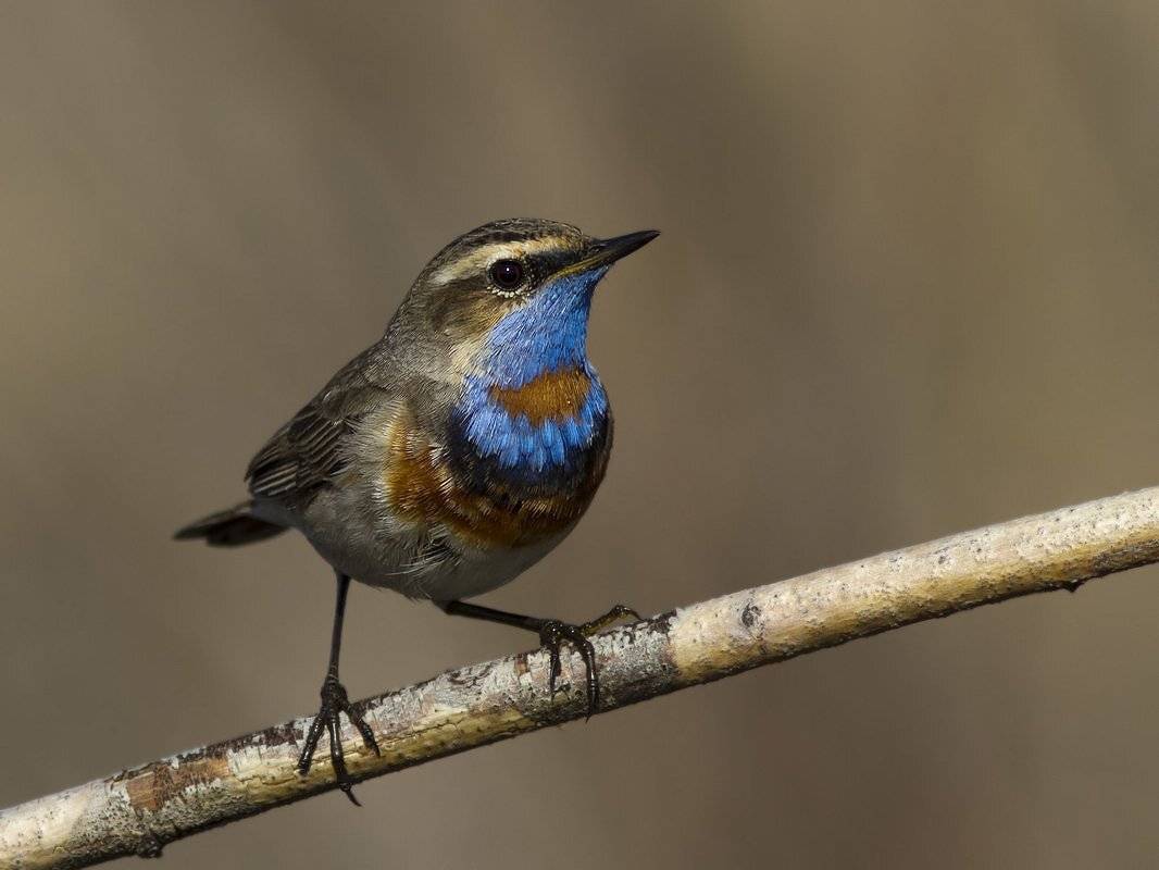 варакушка, Ляпустин Юра