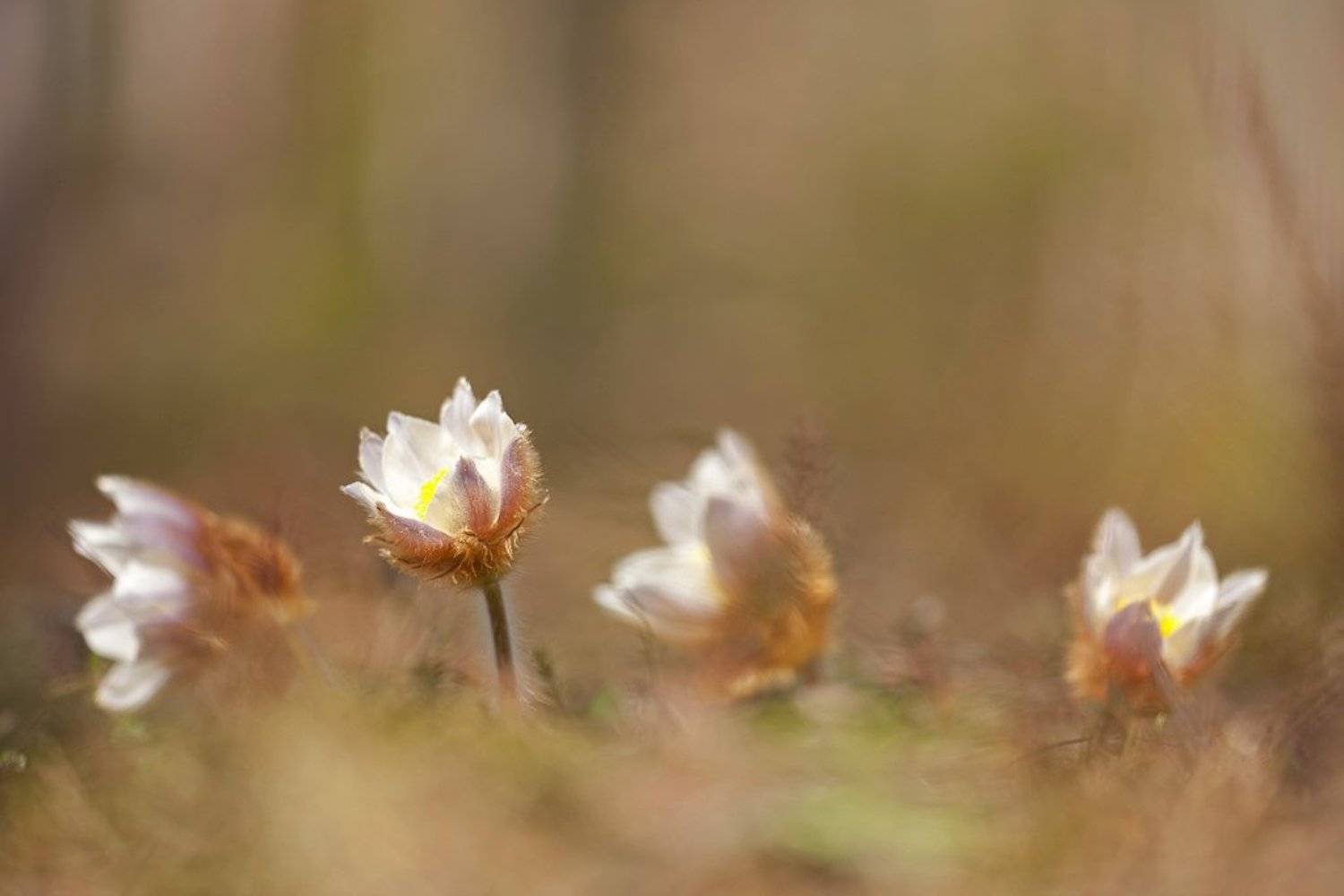 прострел, весенний, Юлия
