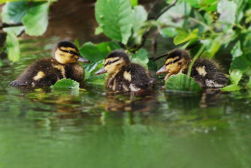 ... фото превью