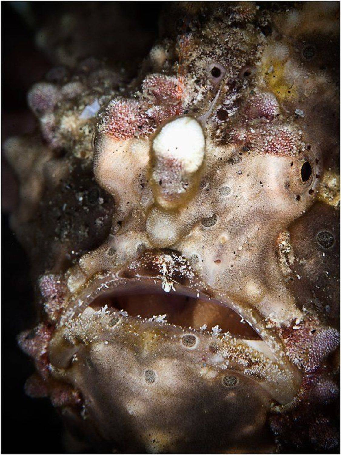 филиппины, панглао, фрогфиш, рыба-лягушка,, Олег Федин