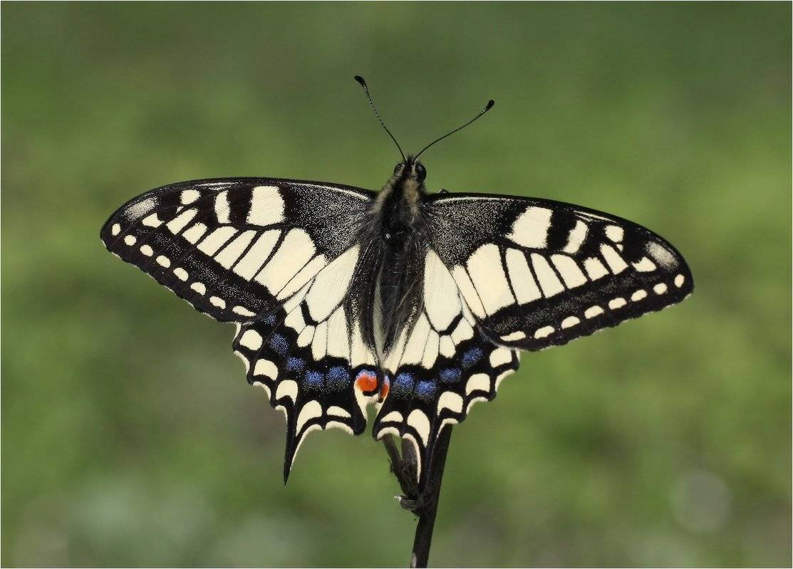 махаон, бабочка, КарОл
