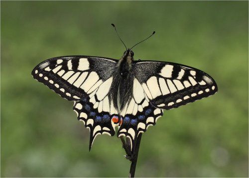 Весенний махаон