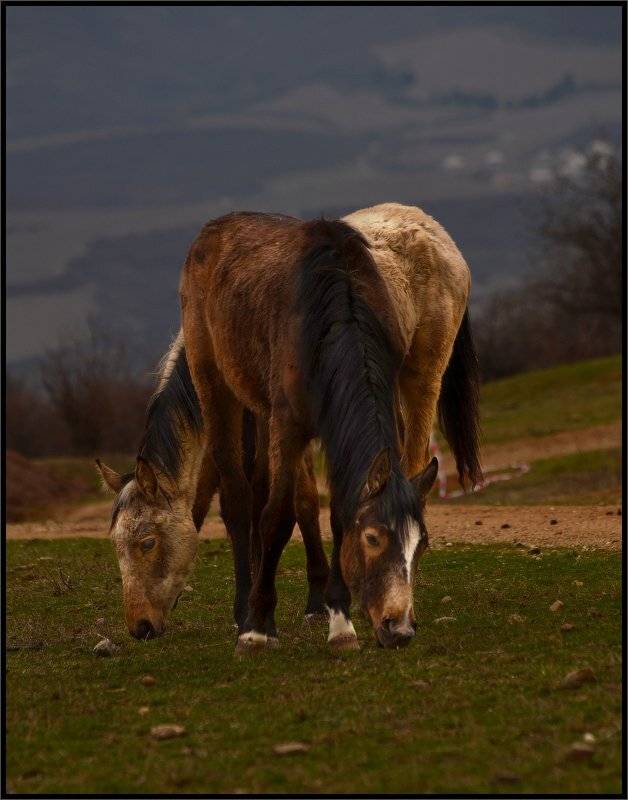 , Владимир Метцгер