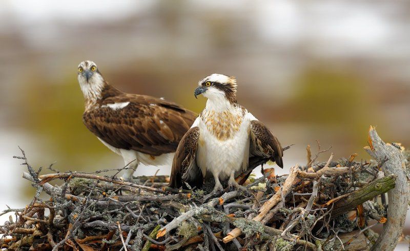 фас и профиль фото превью