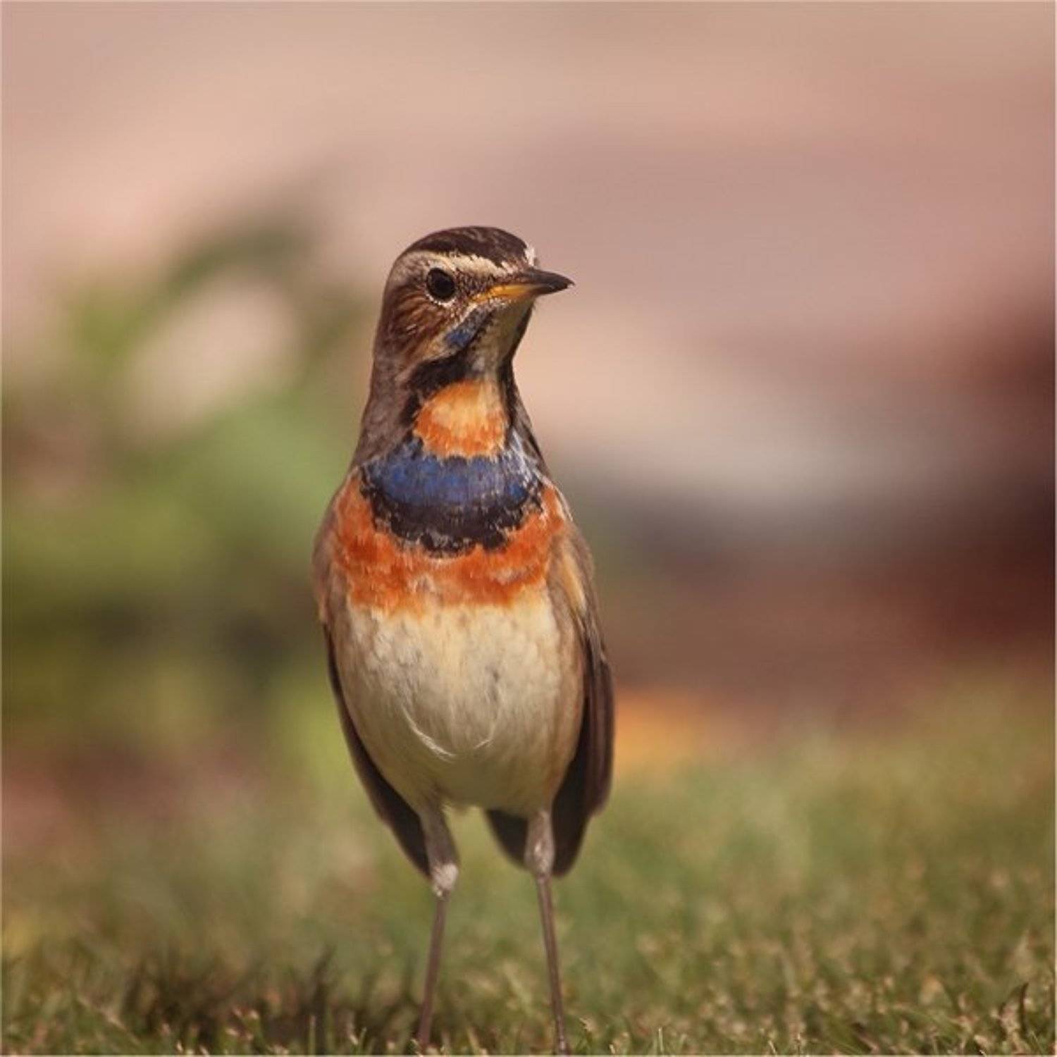 , Дмитрий Алексеев