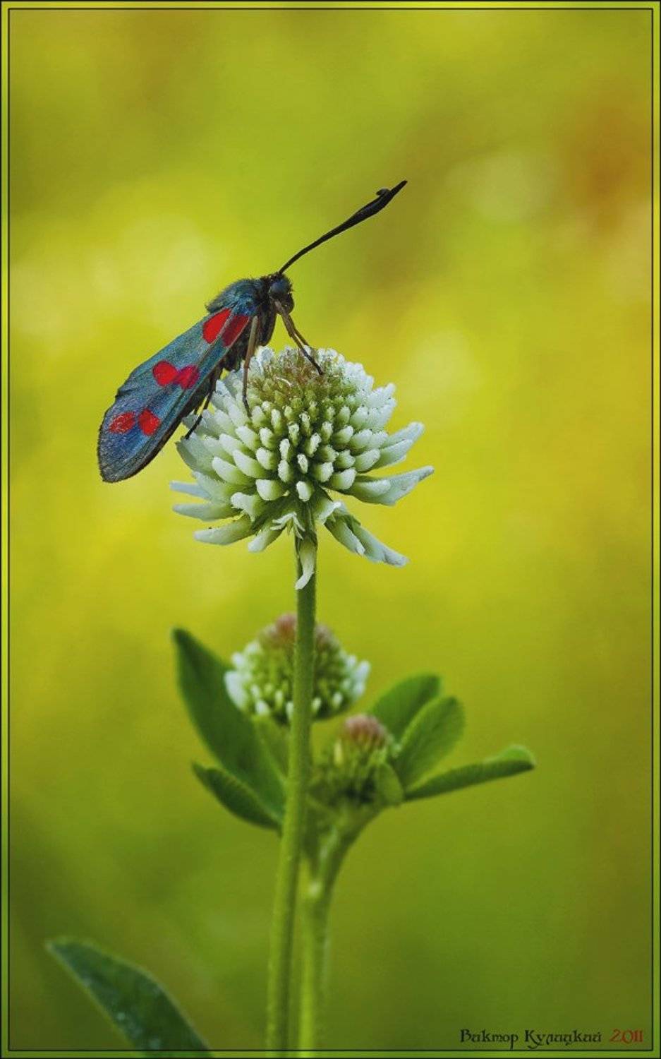 , Виктор Кулицкий