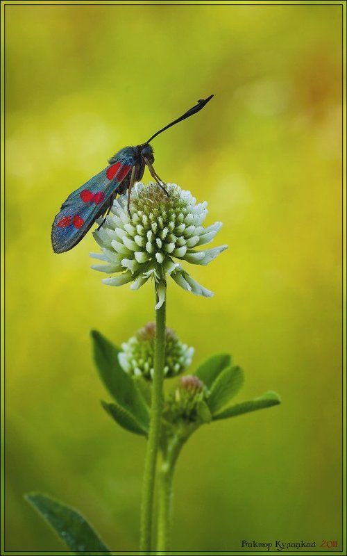 Лимонное утро фото превью