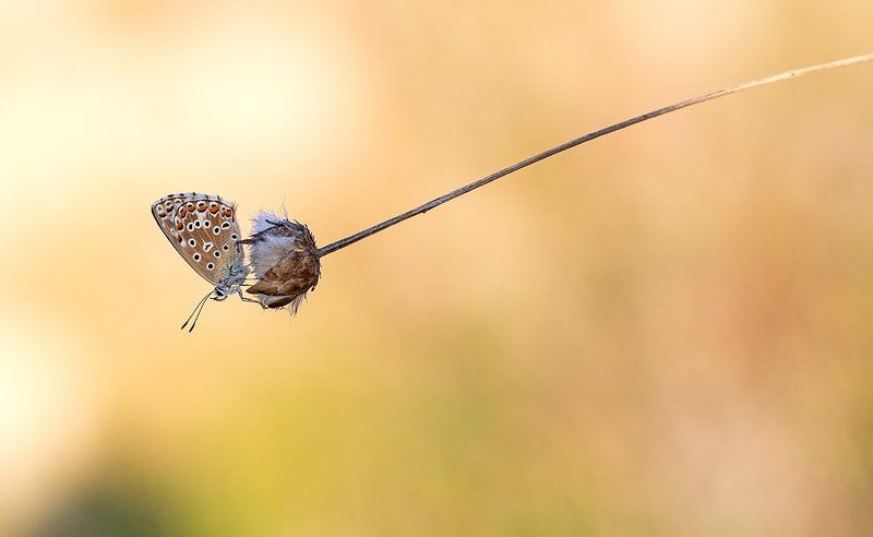 lepidoptera Polyomatus icarus фото превью