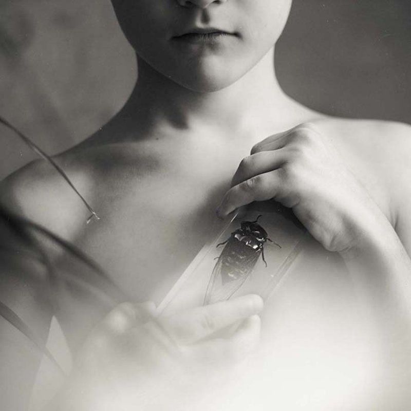 insect life фото превью