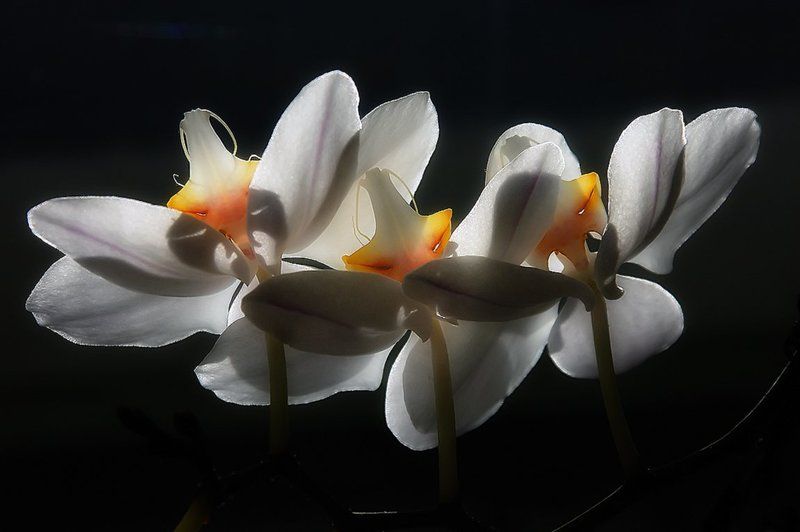 pas de trois фото превью