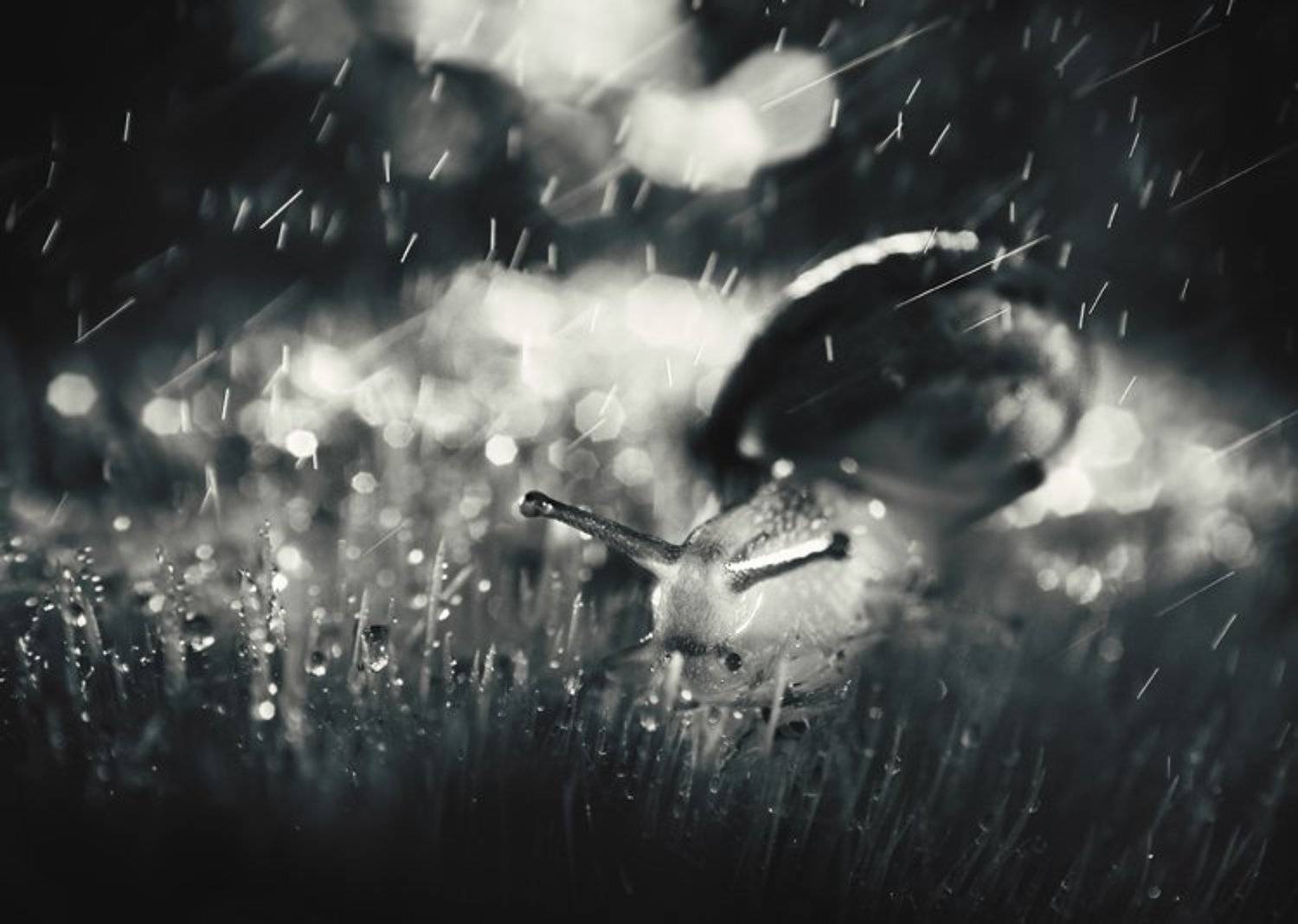 , Slavina Bahchevanova