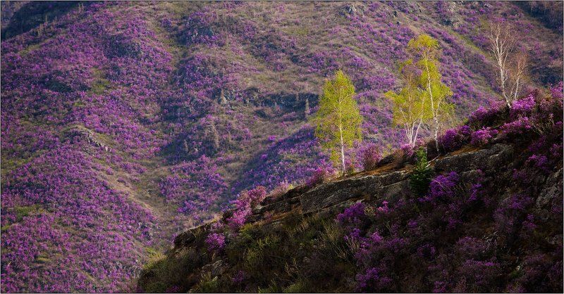 алтай, весна, багульник * фото превью