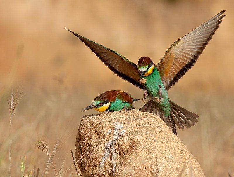 золотистая, щурка с игрушкой фото превью
