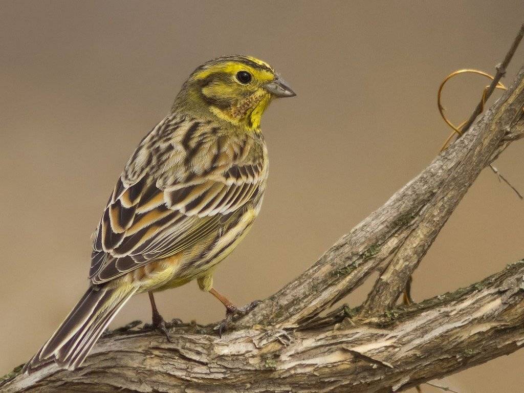 овсянка, Ляпустин Юра