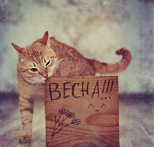 весна