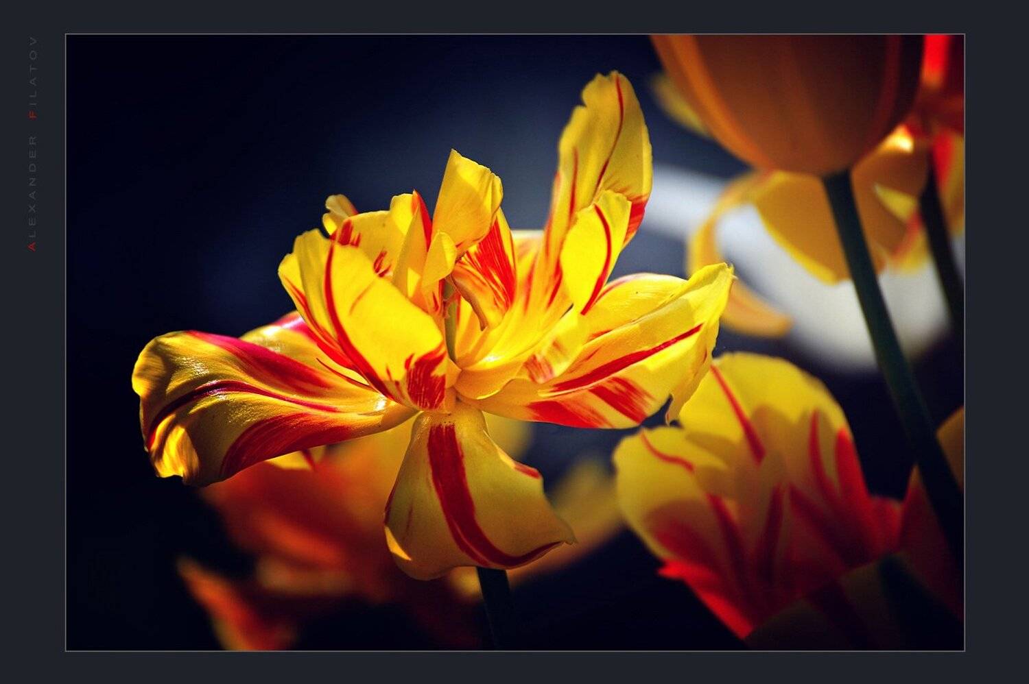 , Филатов Александр