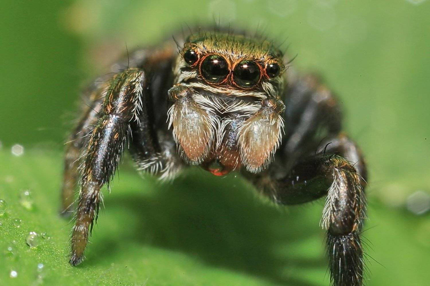 jumping, spider, Леонид