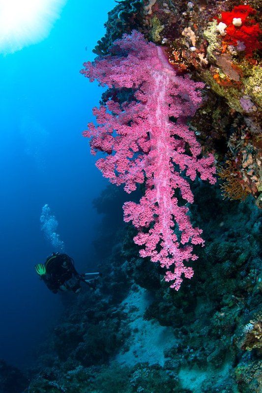 soft coral, underwater, diver *** фото превью
