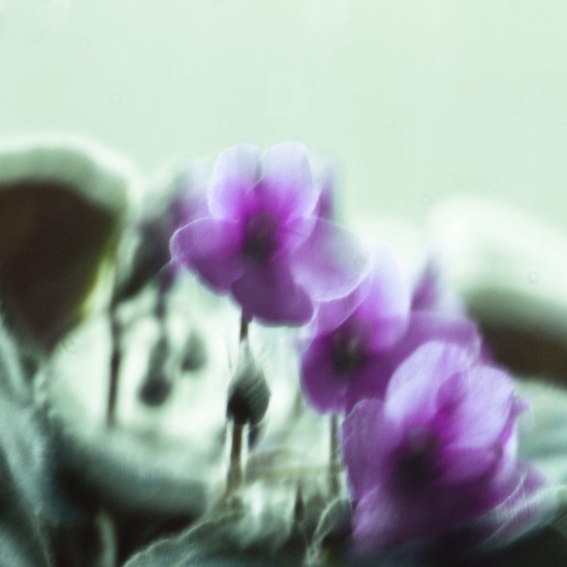 Faced-gray фото превью