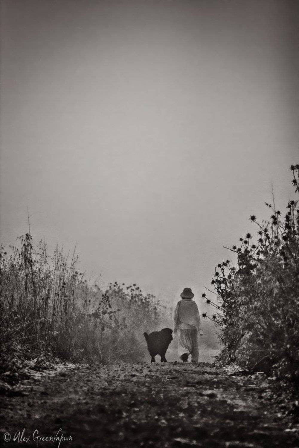 дикая,природа,путь,дорога,тишина,туман,эмоции,собака,друг,женщина,дружба,вместе, в даль, чб, черно белое, Alex Greenshpun