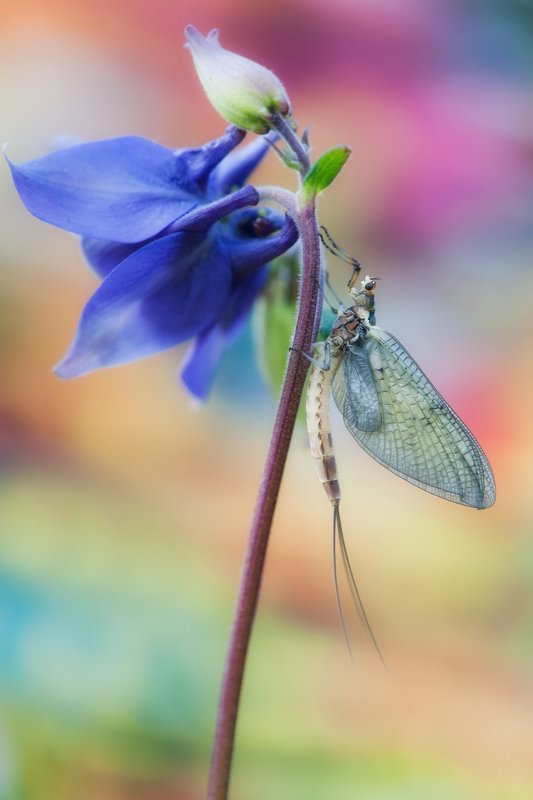 ... фото превью