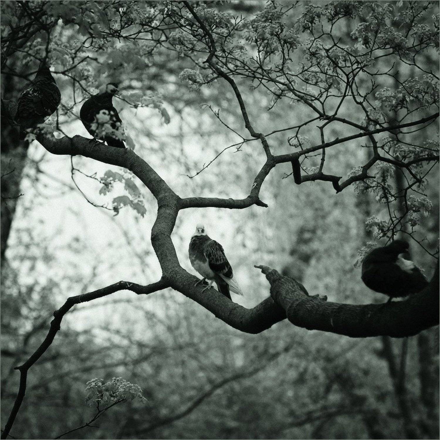 ветка, голуби, Sergey Migunov