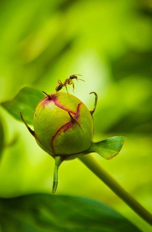 *** фото превью