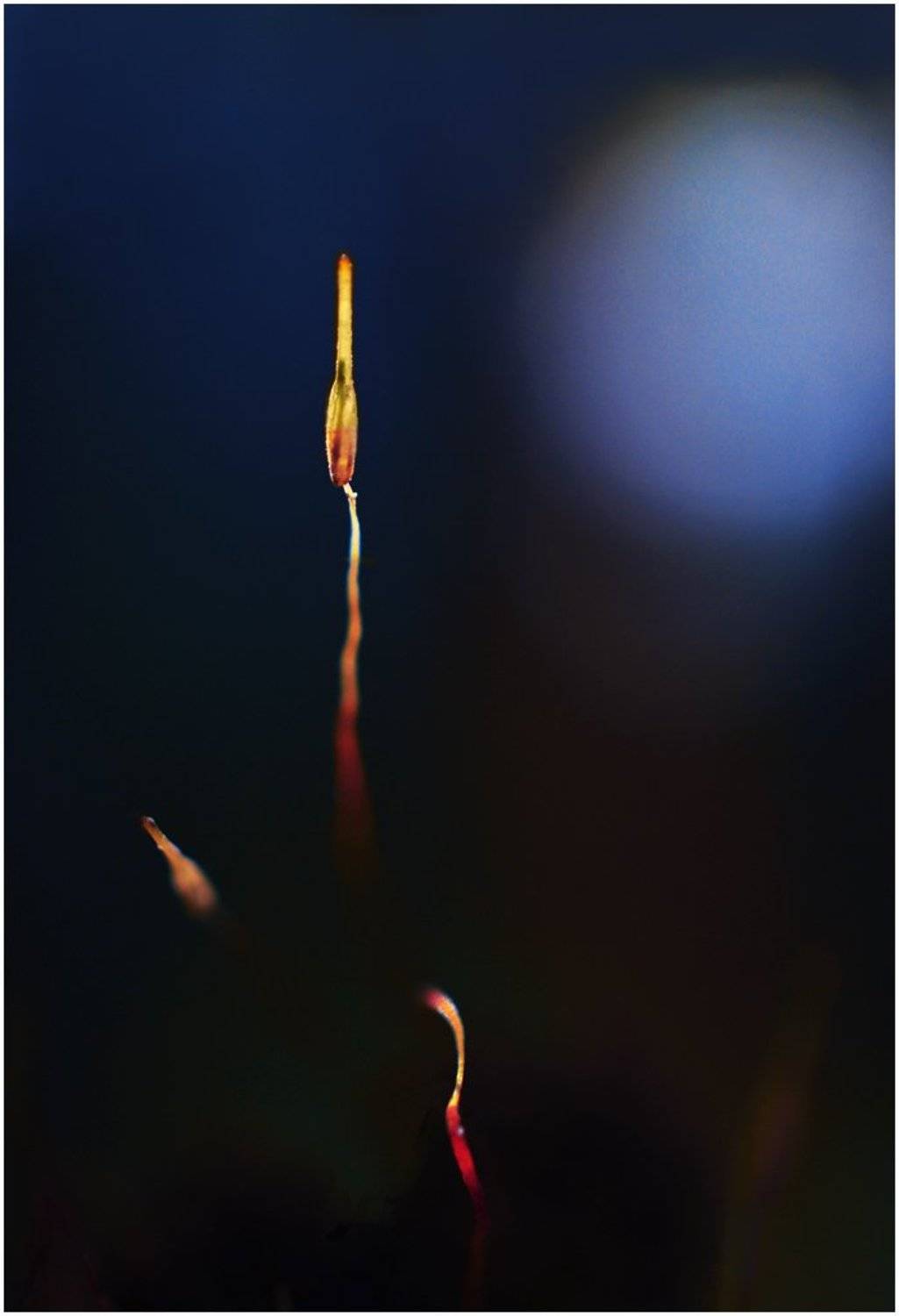 , Юлия Борзилова