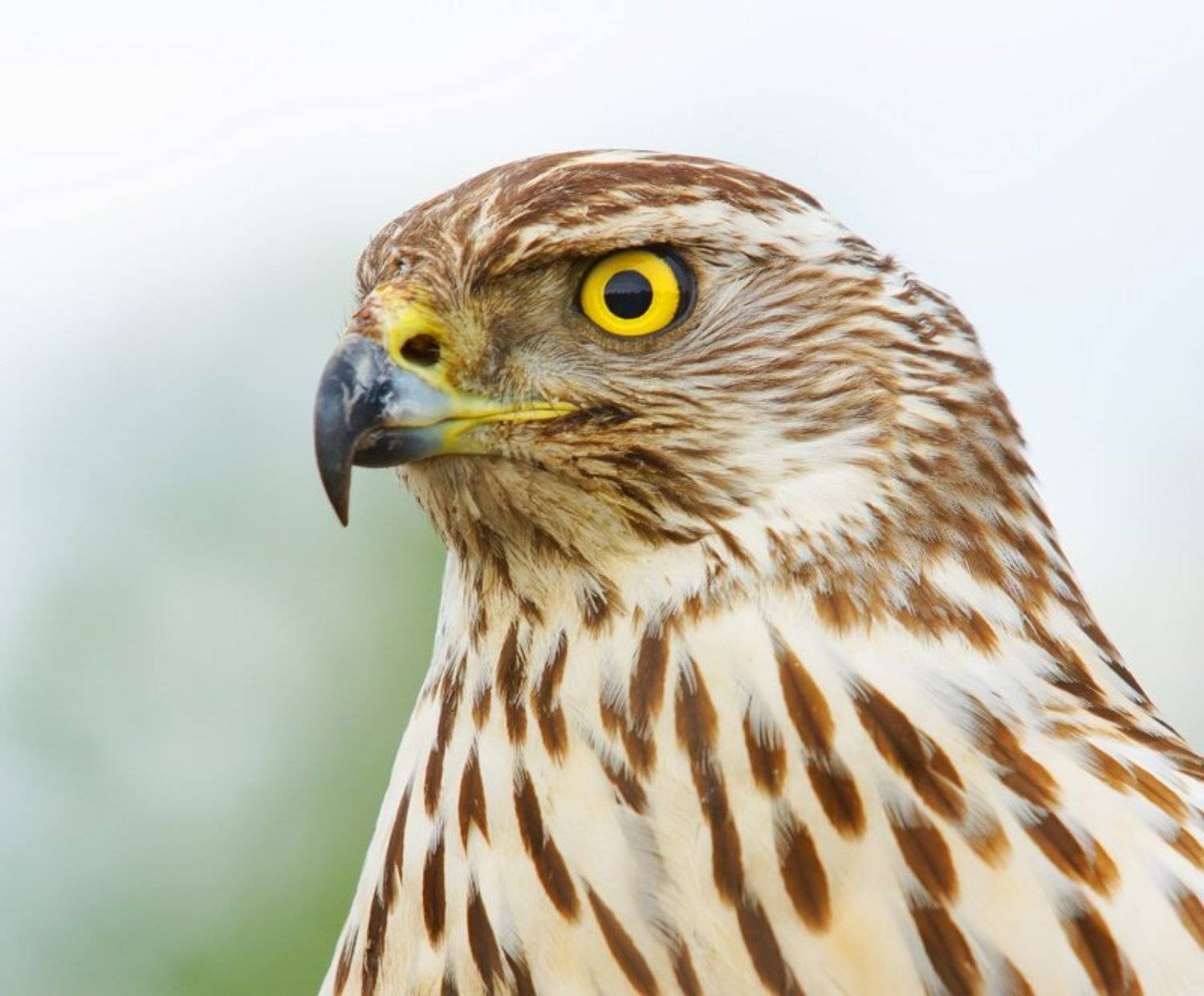 ястреб, тетеревятник, Borsov Michail