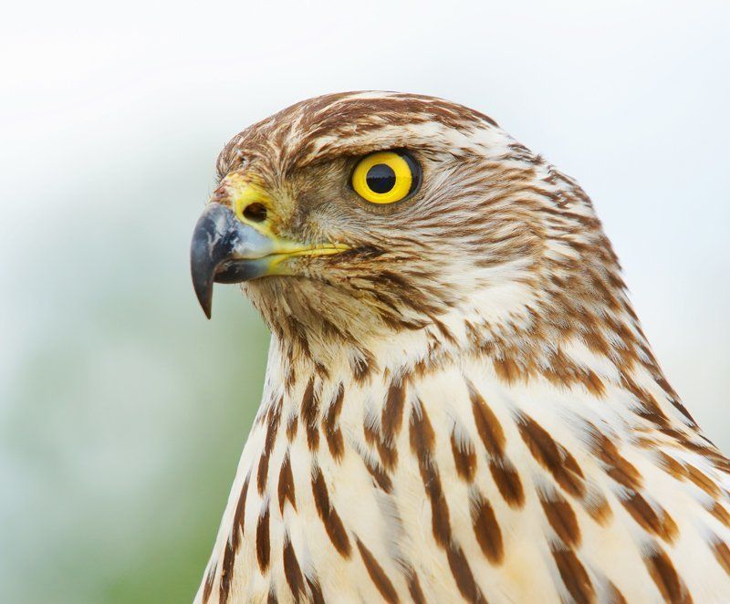 ястреб, тетеревятник Хищник фото превью
