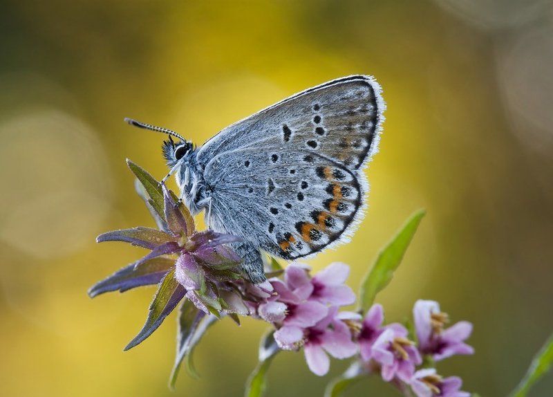 *** фото превью