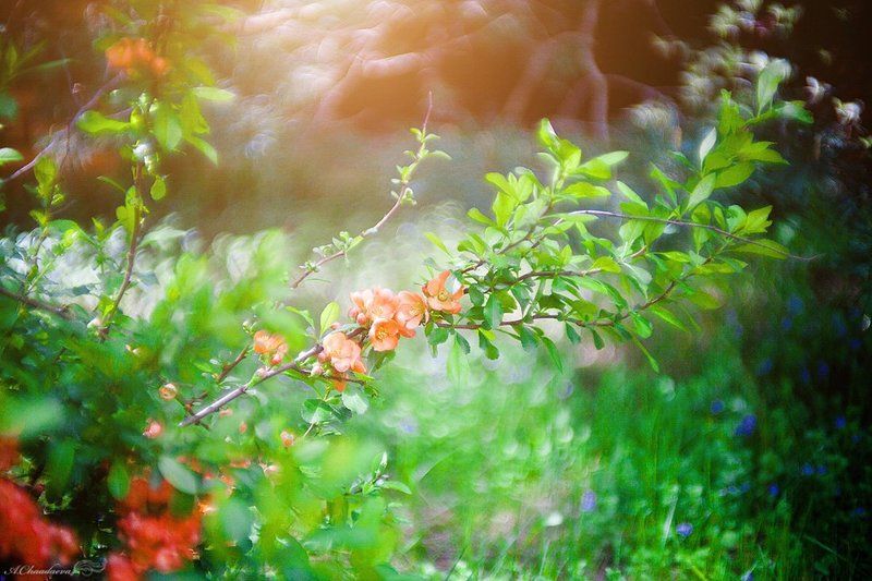 *** фото превью