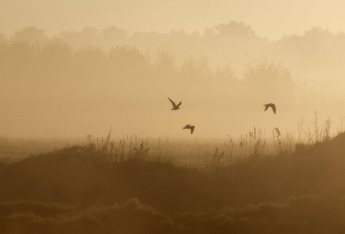 , Владимир Перепечаев